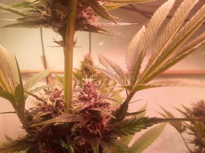 Growreport Bild 76