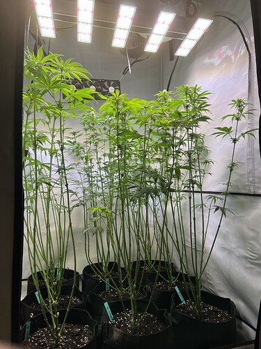 Growreport Bild 7