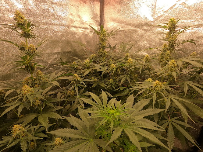 CXRS2720