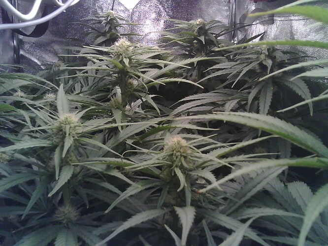Growreport Bild 1