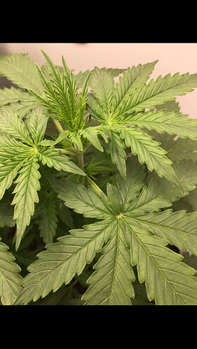 Growreport Bild 3