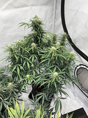 Growreport Bild 8