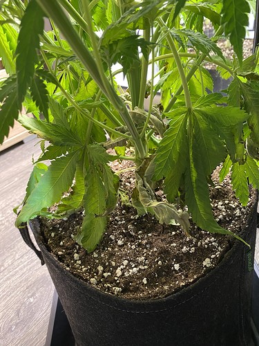 Growreport Bild 1