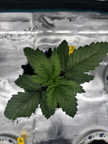 Growreport Bild 127