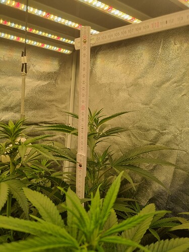 Growreport Bild 43