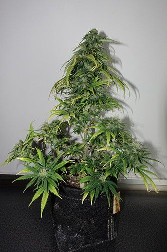 Growreport Bild 5