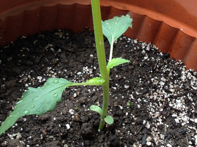 Growreport Bild 25