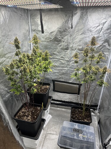 Growreport Bild 1