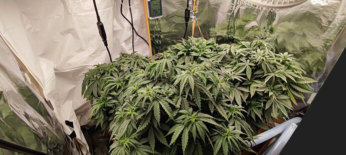 Growreport Bild 3