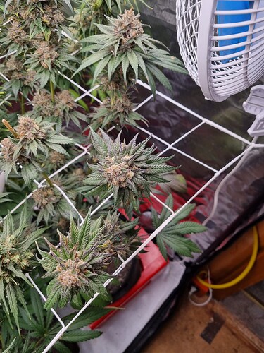 Growreport Bild 17