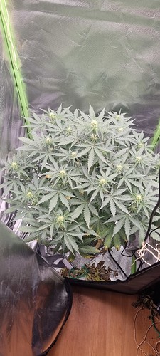Growreport Bild 4