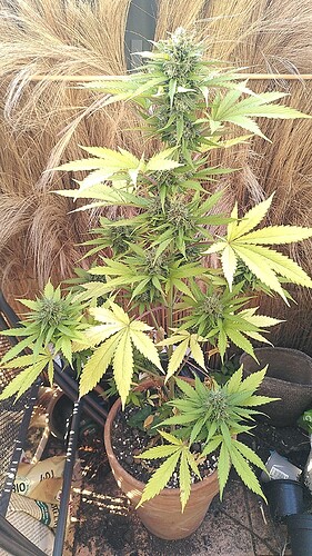 Growreport Bild 1