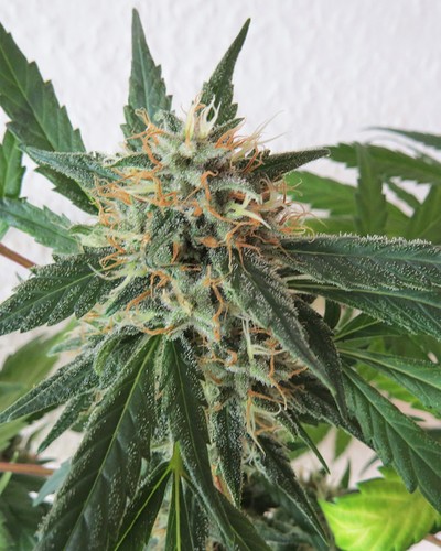 Bud