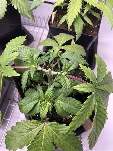 Growreport Bild 2