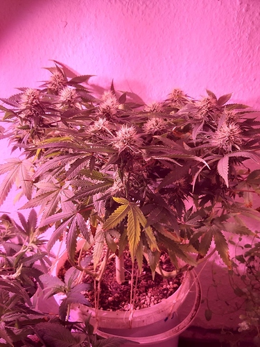 Growreport Bild 5