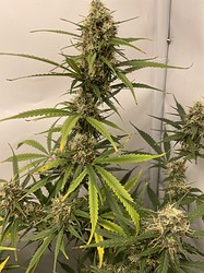 Growreport Bild 13