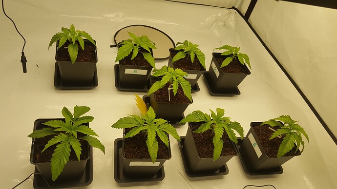 Growreport Bild 5