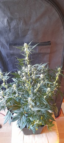 Growreport Bild 8