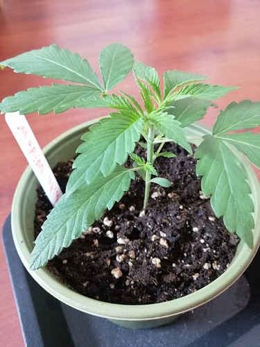 Growreport Bild 10