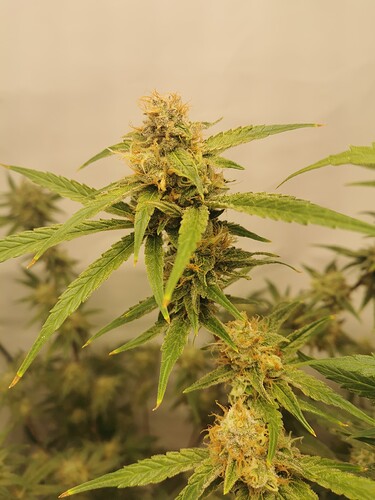 Growreport Bild 18