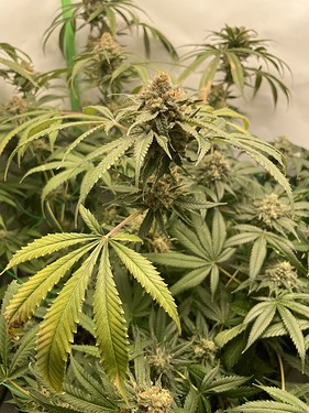 Growreport Bild 13