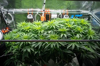 Growreport Bild 4