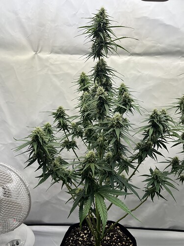 Growreport Bild 25