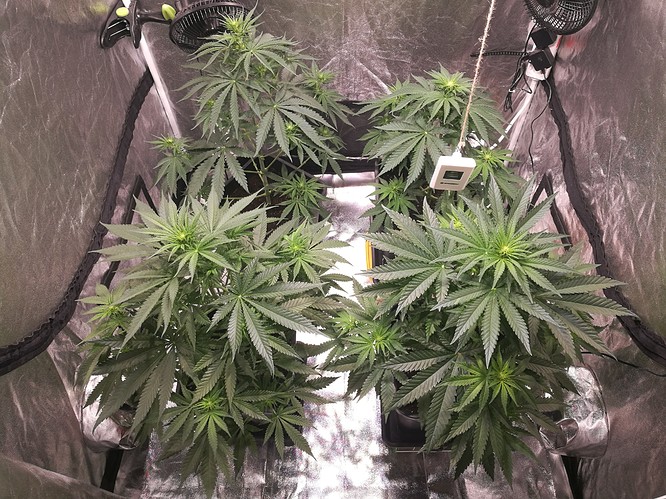 Growreport Bild 4