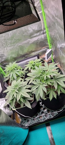 Growreport Bild 1