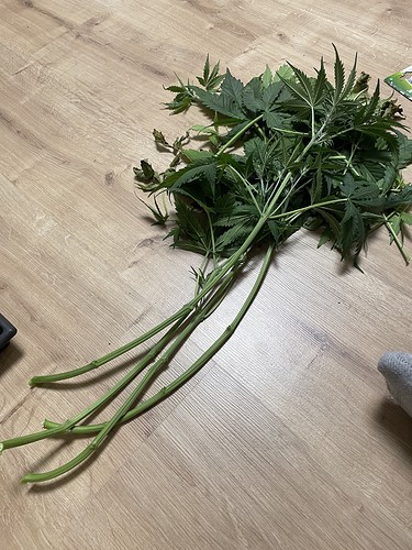 Growreport Bild 6