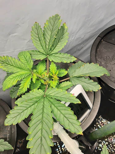 Growreport Bild 1
