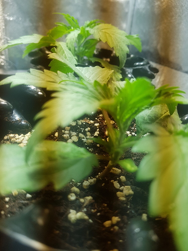 Growreport Bild 7
