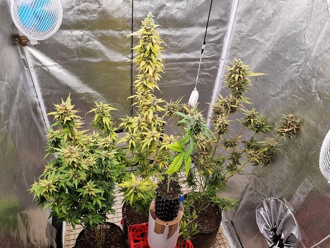 Growreport Bild 2