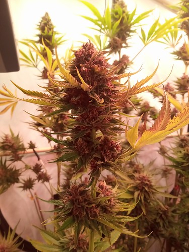 Growreport Bild 37