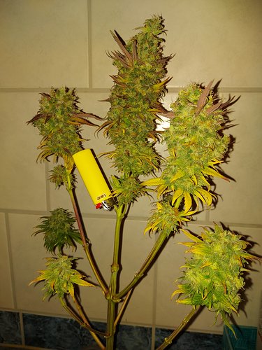 Growreport Bild 8