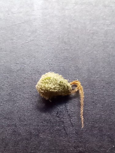 Growreport Bild 1