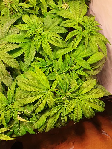 Growreport Bild 10