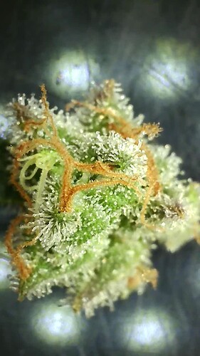 Growreport Bild 6