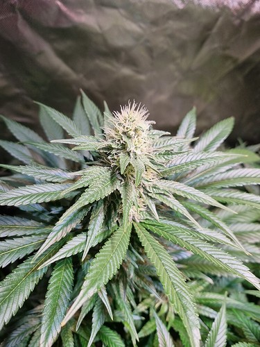 Growreport Bild 29