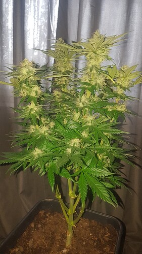 Growreport Bild 3