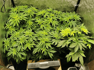 Growreport Bild 2