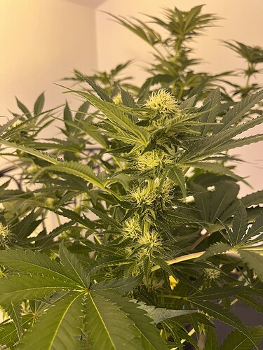 Growreport Bild 1