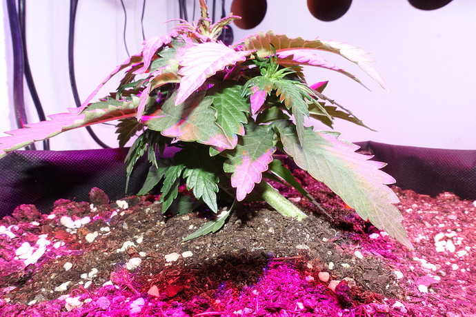Growreport Bild 1