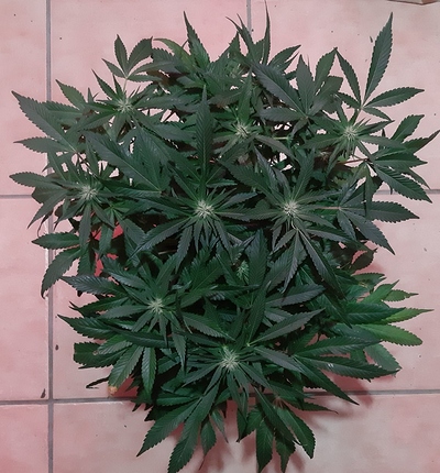 Growreport Bild 17