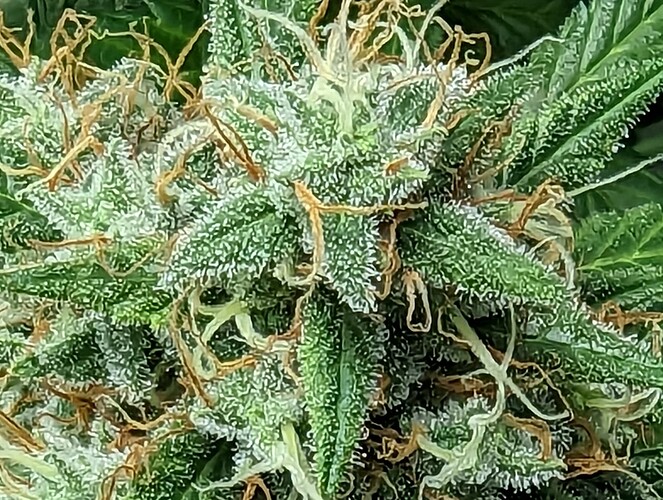 Growreport Bild 8