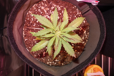 Eine junge Cannabispflanze in einem Stofftopf, die Anzeichen von Nährstoffmangel oder Stress zeigt.