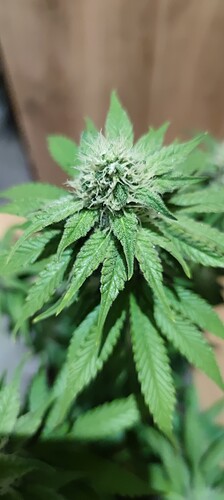 Growreport Bild 3