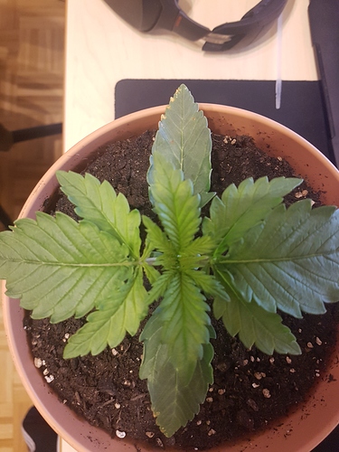 Growreport Bild 16