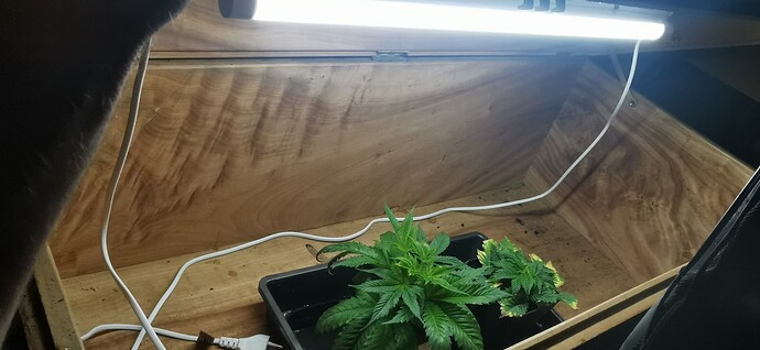 Growreport Bild 44