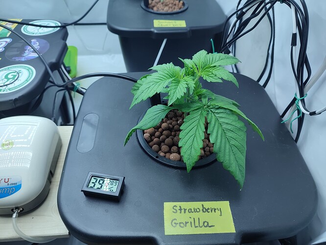 Growreport Bild 38